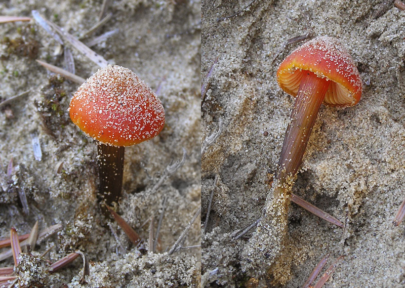 Hygrocybe conicoides